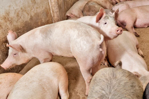 Varkensboerderij — Stockfoto