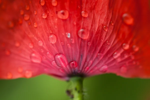 Fiore di papavero — Foto Stock