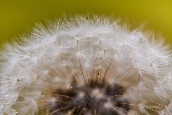 Çiçekli karahindiba — Stok fotoğraf