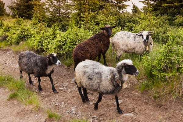 Sheeps walks in carpathian mountains — Stock Photo, Image