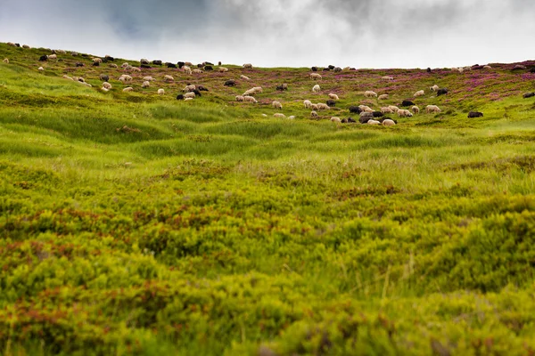 Schafe — Stockfoto