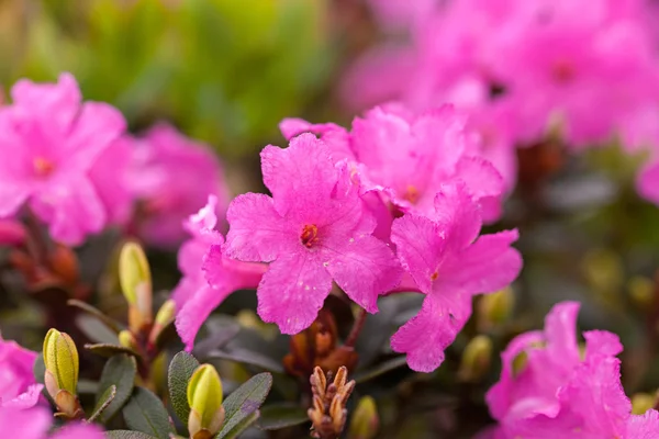 Rhododendron — Stock Photo, Image