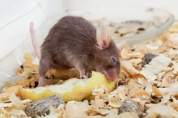 La souris mange la paix de la pomme — Photo