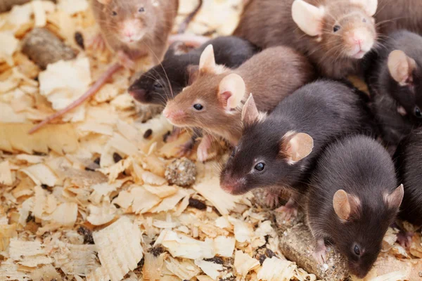 Grupo de Ratones —  Fotos de Stock