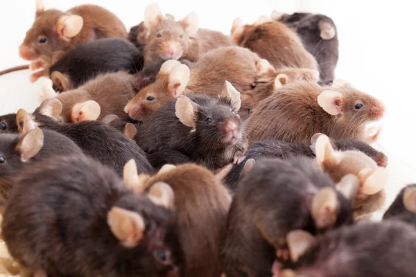 Gruppe von Mäusen — Stockfoto