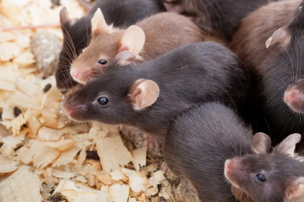 Grupo de Ratones — Foto de Stock