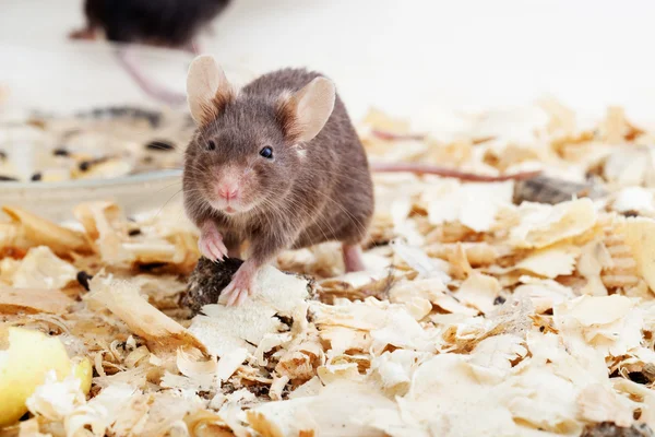 Kahverengi fare talaş — Stok fotoğraf