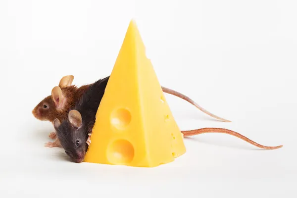 Felicidad del ratón — Foto de Stock