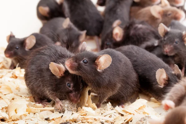 Gruppe von Mäusen — Stockfoto