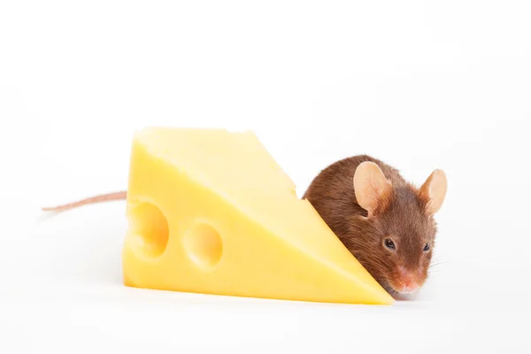 Felicità del mouse — Foto Stock