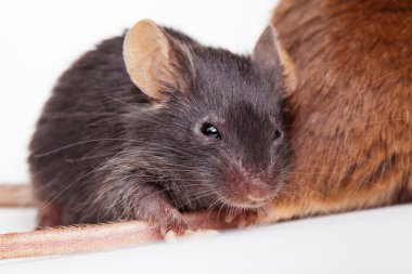 siyah mouse