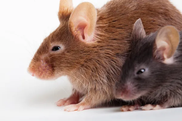 Dois ratos — Fotografia de Stock