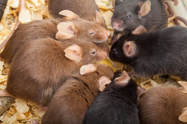 Grupo de Mouses — Fotografia de Stock