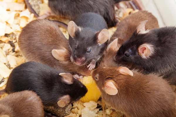 Grupy myszy — Zdjęcie stockowe