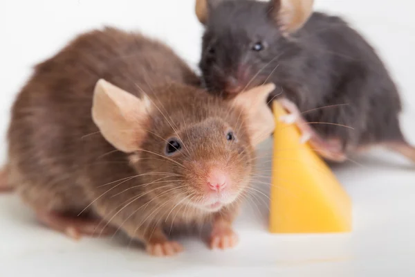 Felicità del mouse — Foto Stock
