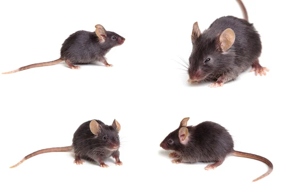Чорний миші — стокове фото