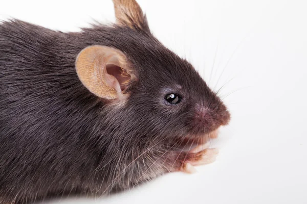 Ratón negro — Foto de Stock