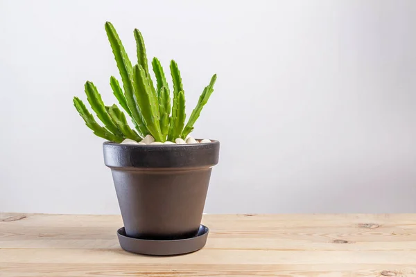 Stapelia grandiflora grüne Kaktuspflanze im Topf — Stockfoto