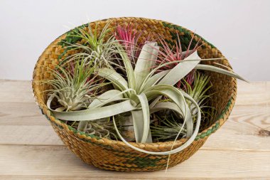 Set of Tilandsia ionantha and xerographica airplants in wicker basket on wooden table clipart