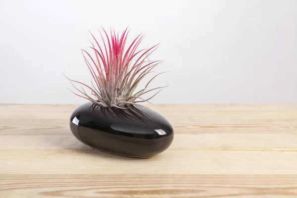 Tilandsia ionantha Airplant in elegante zwarte pot op houten tafel — Stockfoto