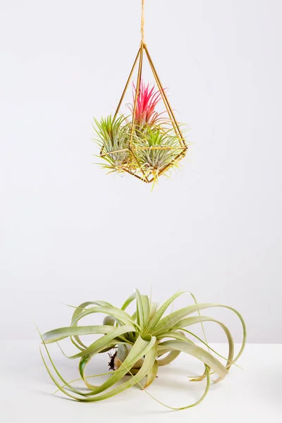 Tilandsia xerographica luchtplant in glazen terrarium op wit — Stockfoto