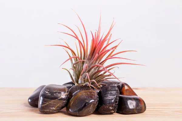 Tilandsia ionantha Airplant em pedras pretas brilhantes na mesa de madeira — Fotografia de Stock