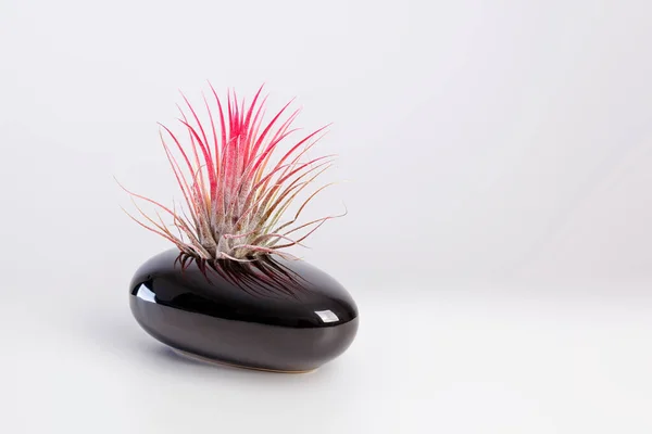 Tilandsia ionantha Airplant dans un élégant pot noir sur fond blanc — Photo