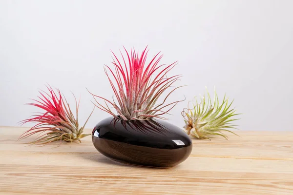 Tilandsia ionantha Airplant in elegante zwarte pot op houten tafel — Stockfoto