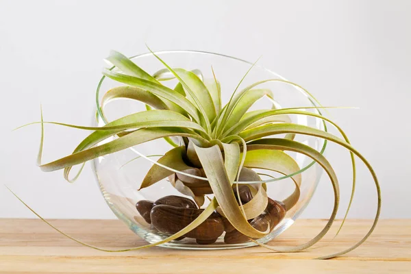 Tilandsia xerographica airplant em terrário de vidro em mesa de madeira — Fotografia de Stock