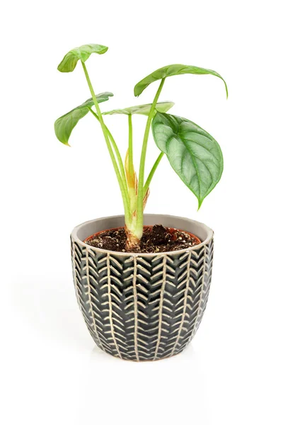 Planta exótica Alocasia Silver Dragon en maceta de textura oscura. —  Fotos de Stock