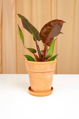 Renkli yapraklı Philodendron Kızıl Günbatımı, saksıda büyüme.