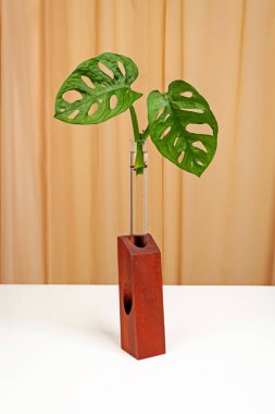 Monstera Monkey Mask veya Swiss Cheese Vine veya Andansonii cam bir tüple yayılan kapalı alan bitkisi..