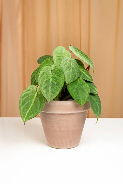 Planta Decorativa Casa Syngonium Frosted Heartin Maceta Cerámica Marrón Aislada —  Fotos de Stock