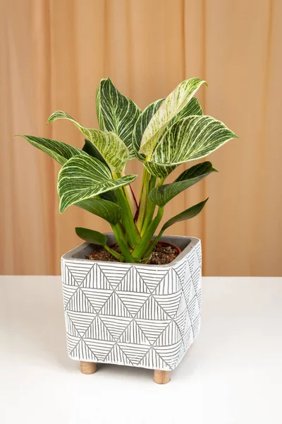 Philodendron Birkin Huis Plant Witte Textuur Pot Een Stof Gordijnen — Stockfoto