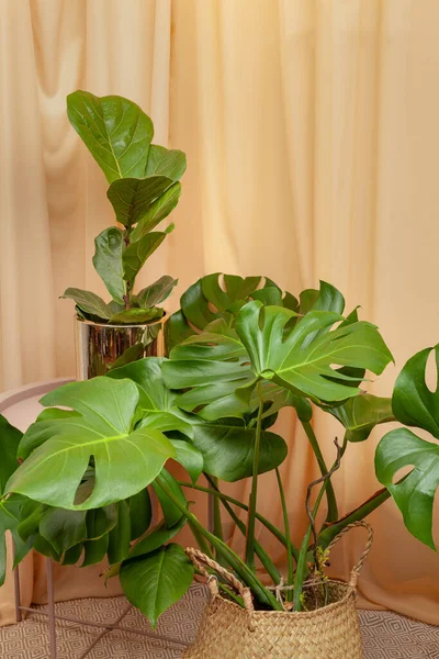 Piękne Ficus Lyrata Monstera Deliciosa Stoi Drewnianym Stole Brązowym Tle — Zdjęcie stockowe