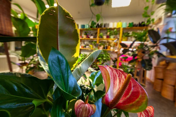 植物商店里各种奇异的盆栽植物 — 图库照片