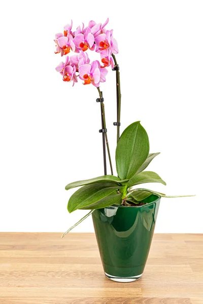 Piękne Purpurowe Kwiaty Orchidei Phalaenopsis Izolowane Drewnianym Stole Zdjęcie Bliska — Zdjęcie stockowe