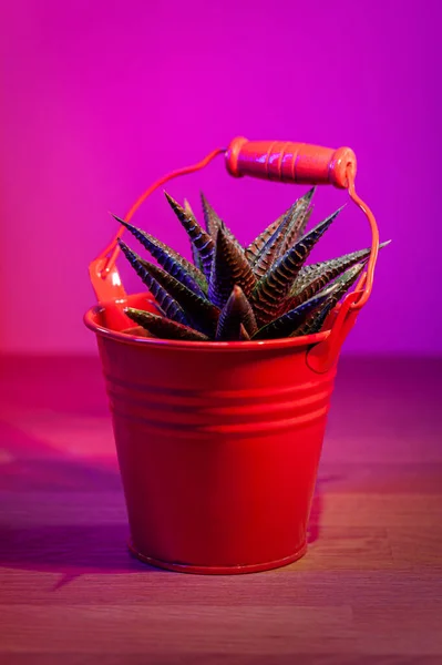 Suckulent Växt Haworthia Papillosa Liten Röd Bakgrund Belyst Rött Och — Stockfoto