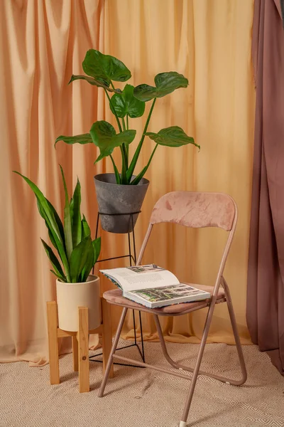 Mooie Alocasia Cucculata Sansevieria Moonshine Staat Een Houten Tafel Een Stockfoto