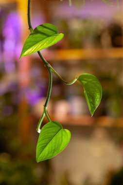 Golden Pothos plant on a flowers shop with flower shelves background.