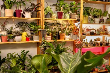 Bir bitki dükkanında çeşitli egzotik saksı bitkileri..