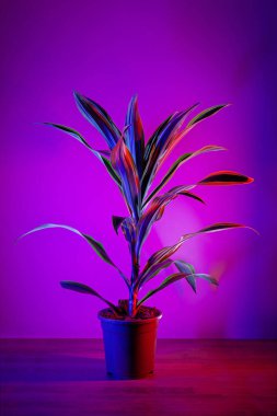 Limonlu limonata canlı, koyu pembe bir arka planda..