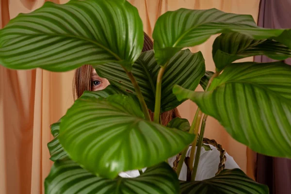 Woman Looks Leaves Calathea Orbifolia Tropical Plant Fabric Curtains Background — Stockfoto