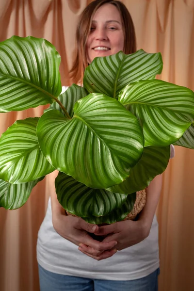 Женщина Смотрит Сквозь Листья Calathea Orbifolia Тропического Растения Фоне Занавесок — стоковое фото