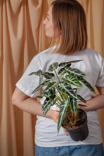 Florist Woman Holding Pot Alocasia Bambinoarrow Plant Fabric Curtains Background — 스톡 사진