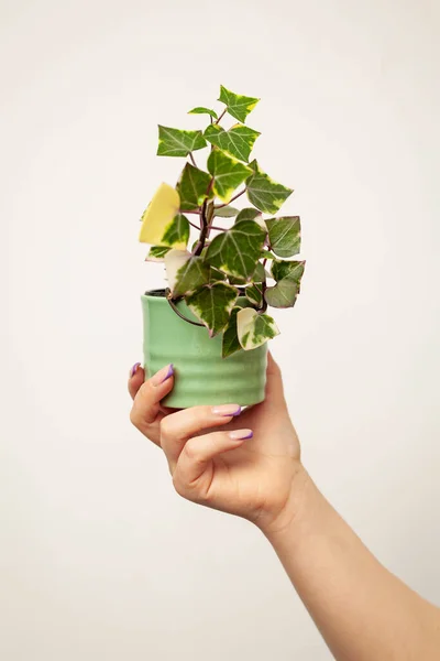 Hand Holding Pot Senecio Macroglossus Plant Natal Ivy Wax Ivy — Stockfoto