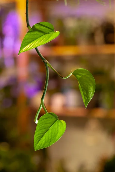 Golden Pothos Planta Uma Loja Flores Com Prateleiras Flores Fundo — Fotografia de Stock