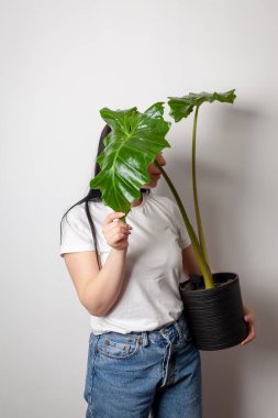 Florist woman holding a pot with Elephant ear plant or Japanese taro or Colocasia esculenta in plastic pot.