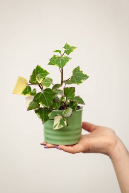 Senecio makroglossus bitkisi, Natal sarmaşık ya da balmumu sarmaşığı ile el ele tutuşmak. Balmumu üçgen yaprakları olan her daim yeşil bir tırmanıcı..