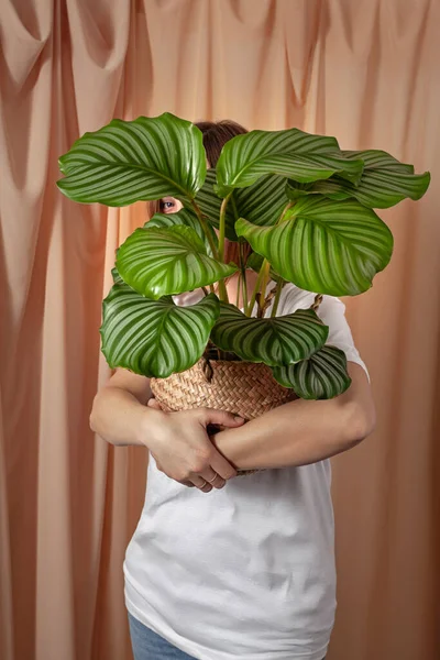 Frau Blickt Durch Die Blätter Der Tropischen Pflanze Calathea Orbifolia — Stockfoto